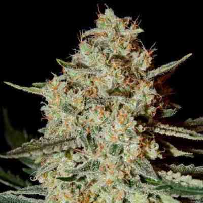 Himalaya Gold > Green House Seed Company | Feminized Marijuana   |  Indica